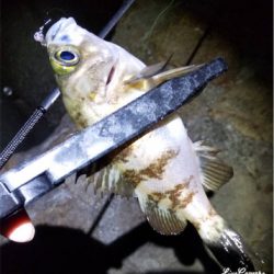 久々のエサ釣り