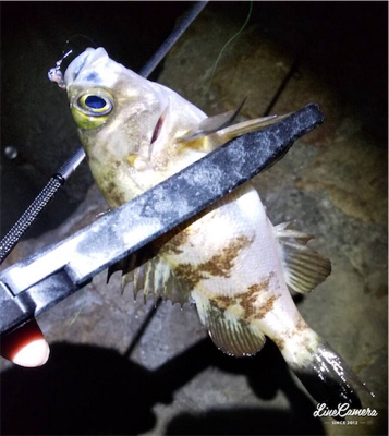 久々のエサ釣り