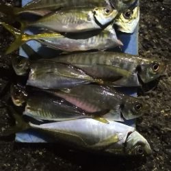 アジング 練習 125