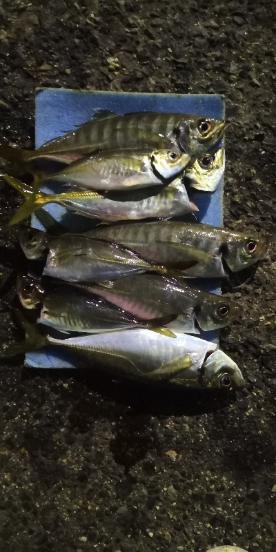 アジング 練習 125