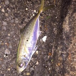 アジング 少し遠征