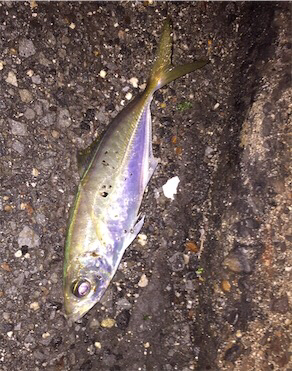 アジング 少し遠征