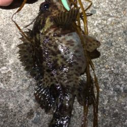 とあるド干潮の遊魚達