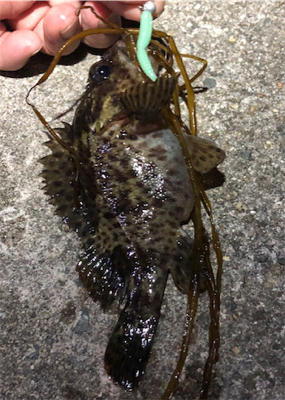 とあるド干潮の遊魚達