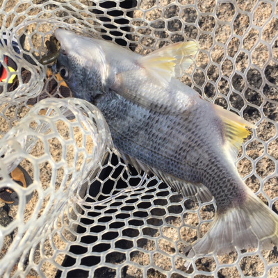 淀川ブリームゲーム