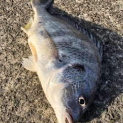 サンキャッチイチバラシ