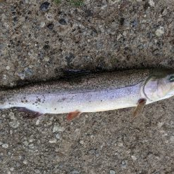 ジョイバレーでロックトラウト