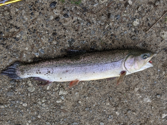 ジョイバレーでロックトラウト