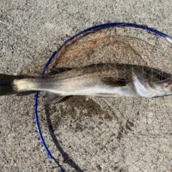 ダンゴ釣りでハネ??