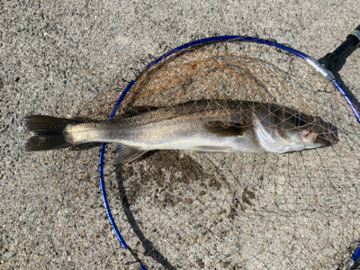 ダンゴ釣りでハネ??