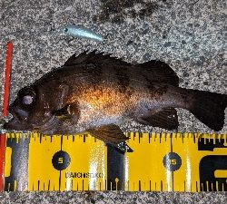 プラグでメバル