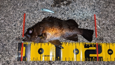 プラグでメバル