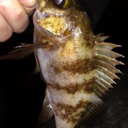 ナイトメバリング