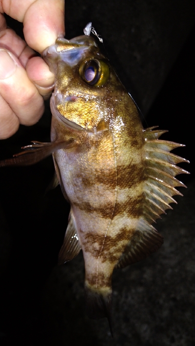 ナイトメバリング