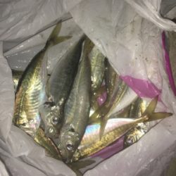 アジがいっぱい！