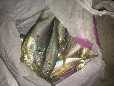 アジがいっぱい！