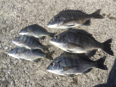 重富港 チヌ 沈め釣り