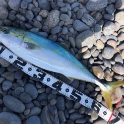 田辺　文里港〜煙樹ヶ浜