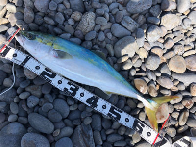 田辺　文里港〜煙樹ヶ浜