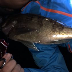 明石メバリング