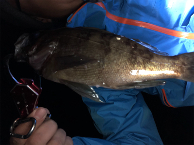 明石メバリング