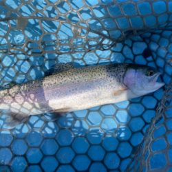 プールフィッシング