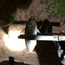 アジ　シーバス