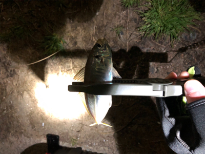 アジ　シーバス