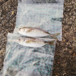 南港大橋 アジ激渋