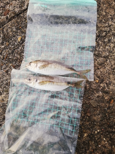 南港大橋　アジ激渋