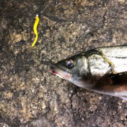 シーバス?セイゴ?