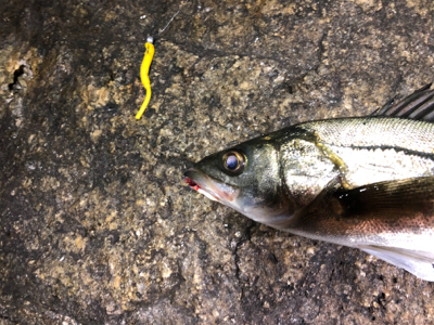 シーバス？セイゴ？