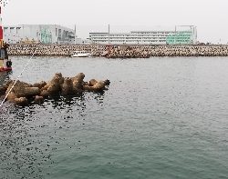 出ましたポン級