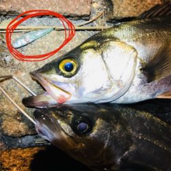 シーバス釣行！