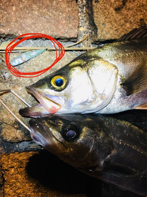 シーバス釣行！