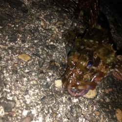 カサゴしか釣れない