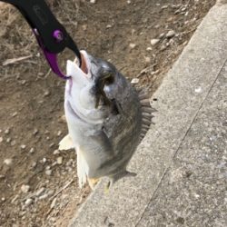 諦めかけに釣れる説