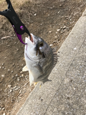 諦めかけに釣れる説