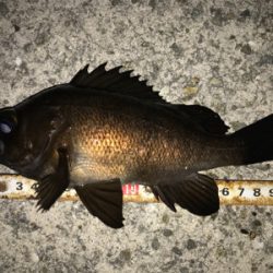 2020ライトゲーム第11戦