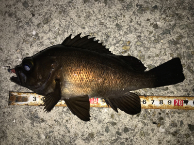 2020ライトゲーム第11戦