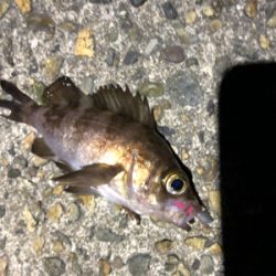 フロートゲーム