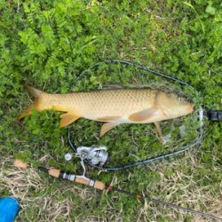 野池　カープ釣り