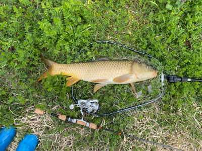 野池　カープ釣り