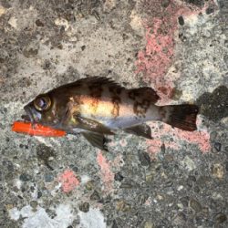 メバルプラッキング