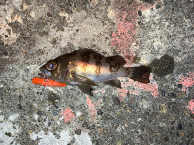 メバルプラッキング