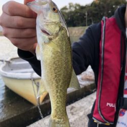 解禁2日目 激シブの桜池