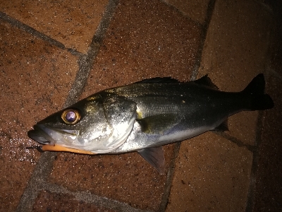 ライトゲーム好調