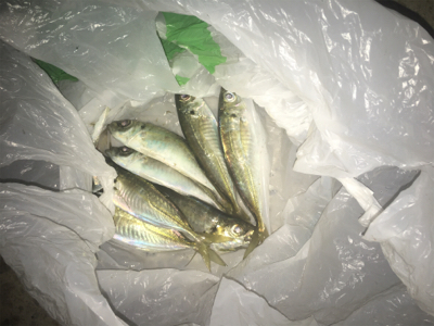 海は私の魚市場!