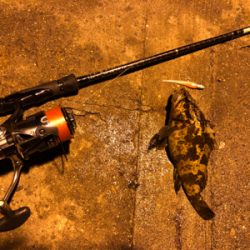 干潮潮止まりでタケノコ釣り