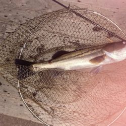 三崎港シーバス